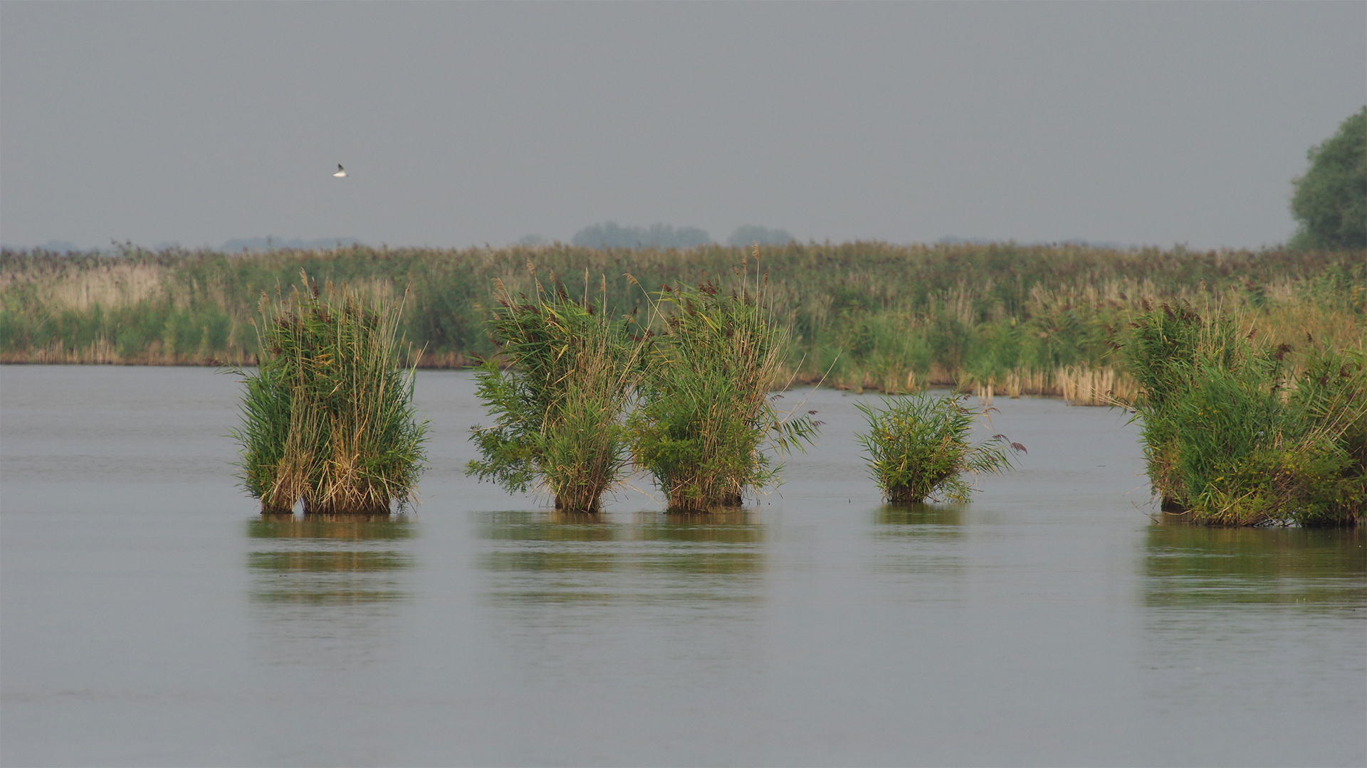 grassland_DrKovácsGábor