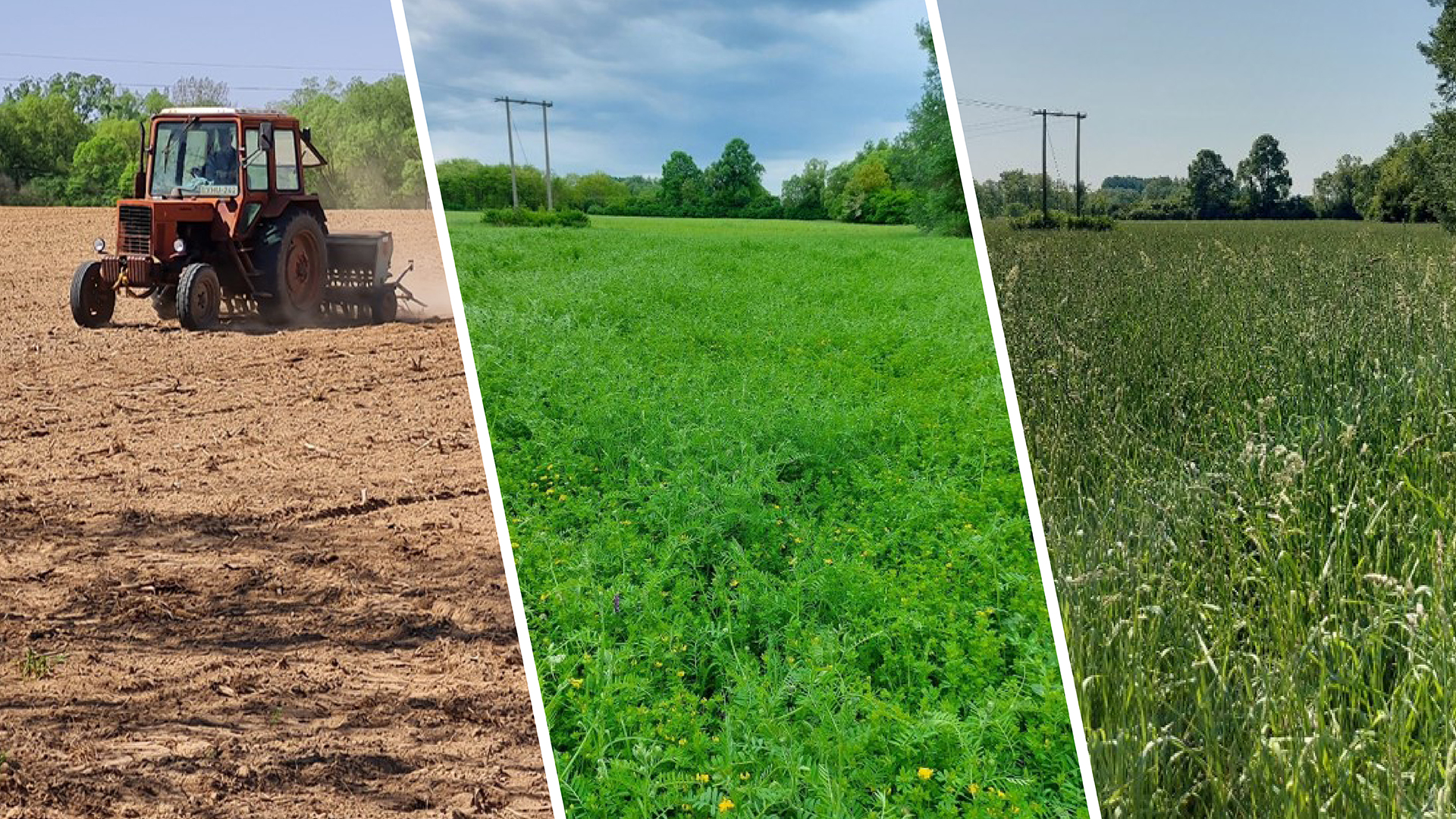 gyeptelepites_grassland_hu