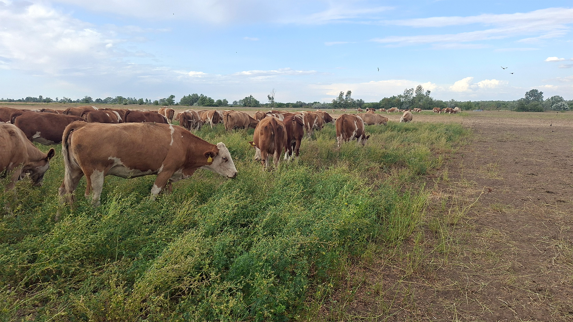grassland_modell