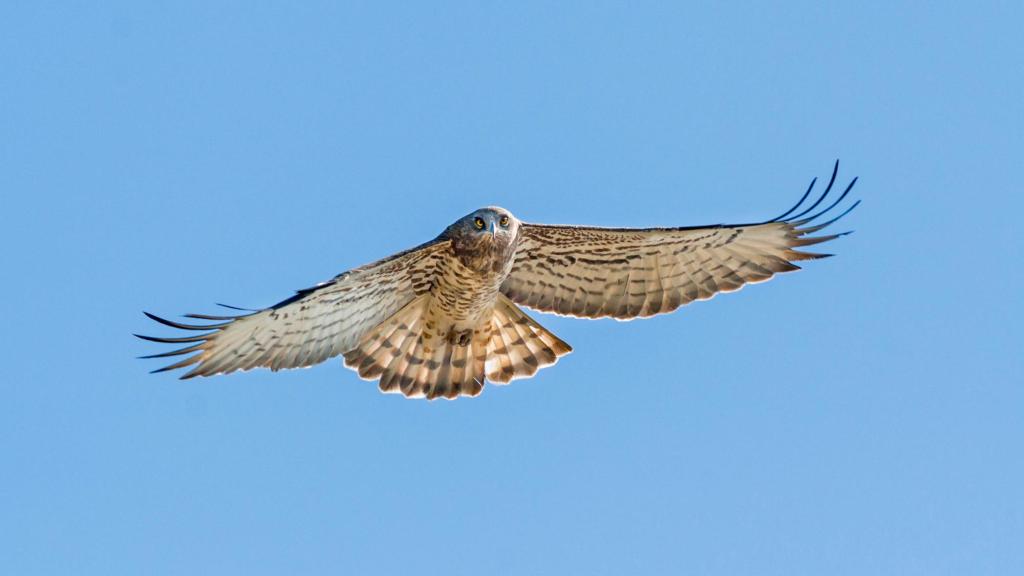 short-toed snake eagle