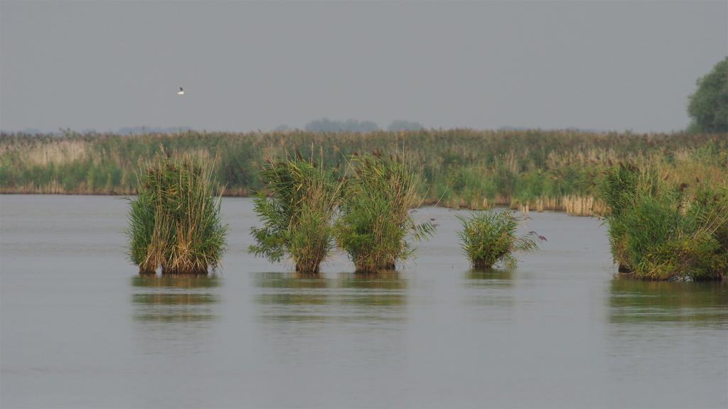grassland_DrKovácsGábor