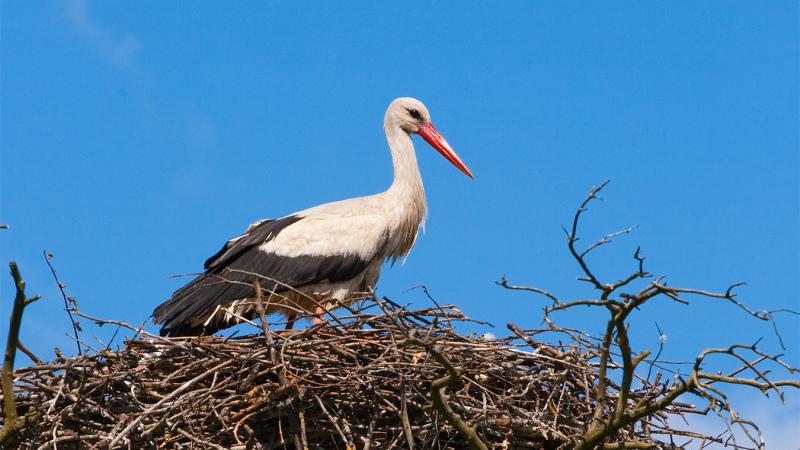 index_golya_grassland