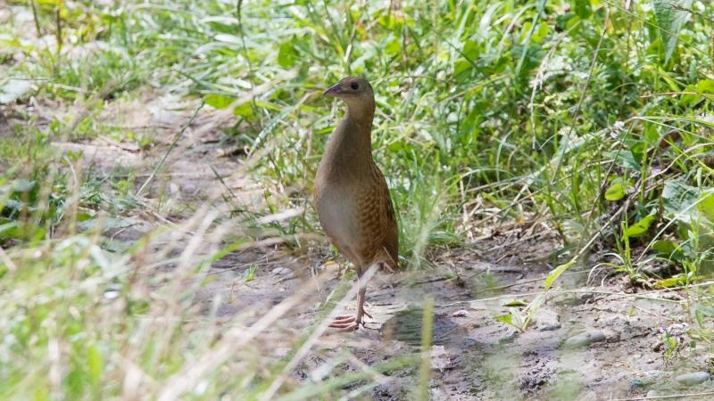 BNPI-kép-kaszálás bejelentése1