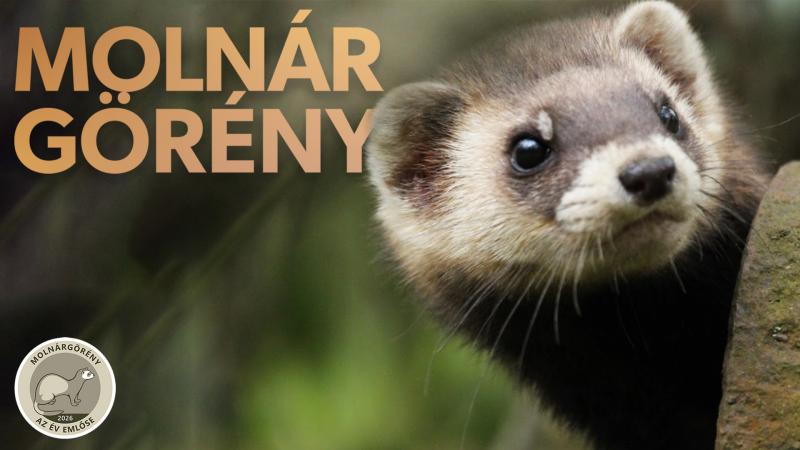 Ördöngös jószág lett az Év Emlőse!